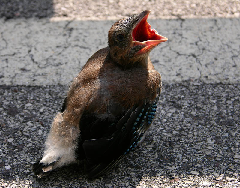 Ghiandaia -  Garrulus glandarius